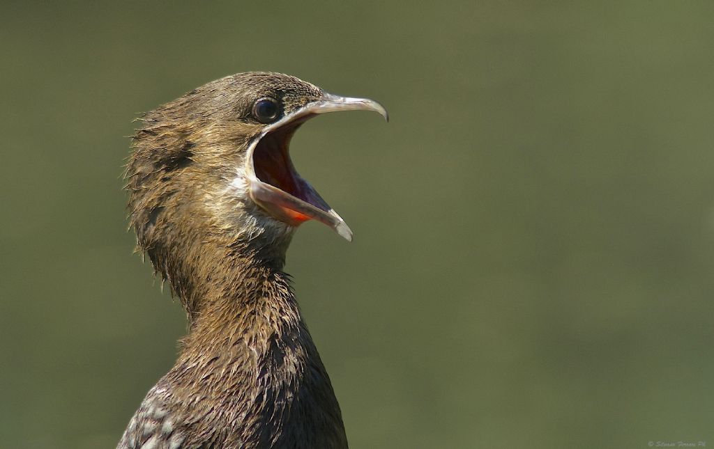 Marangone o Cormorano giovane ?